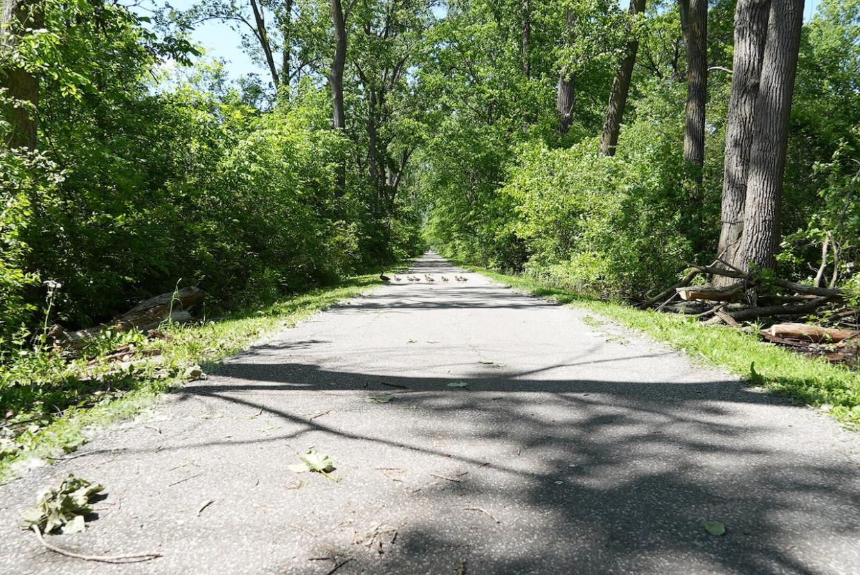 The South Cameron woodlot trail system was approved by council May 27, 2024. (Chris Ensing/CBC - image credit)