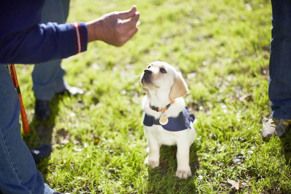 foster a guide dog