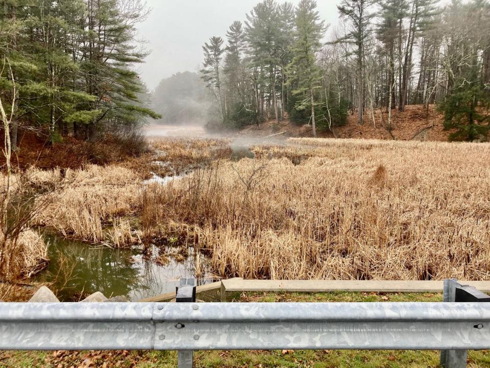 University of New Hampshire student Vincenzo "Vinny" Lirosi, 22, was found dead in this marshy area off Coe Drive in Durham on Sunday, Dec. 5, 2021. He had been reported missing at 3 a.m. the previous day after a night out with friends.
