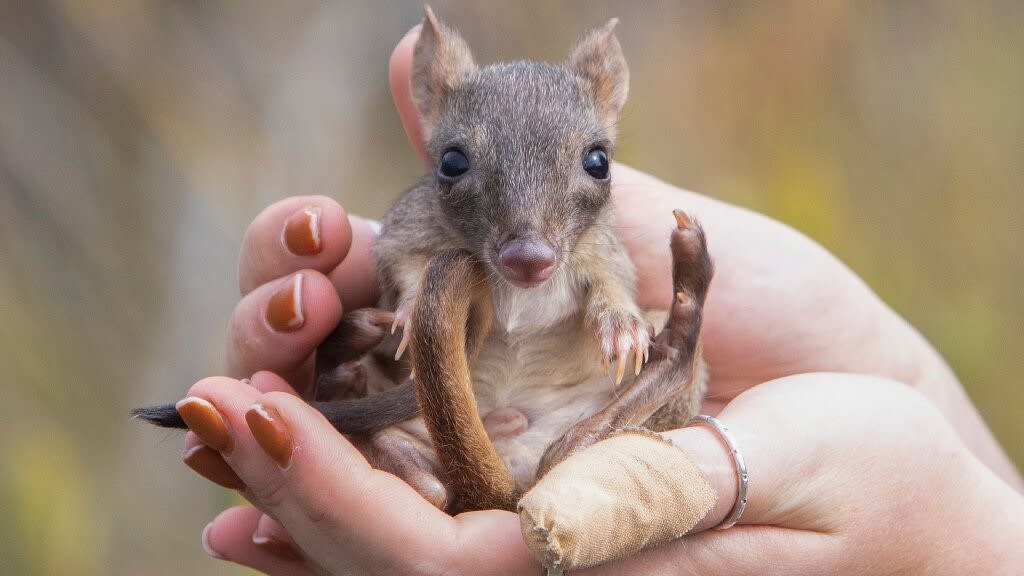  A juvenile male brush-tailed bettong sits in the hands of one of the researchers. 