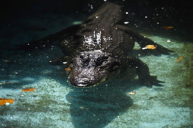 <p>Muja, dans son bassin au zoo de Belgrade (Serbie), en août 2020.</p>