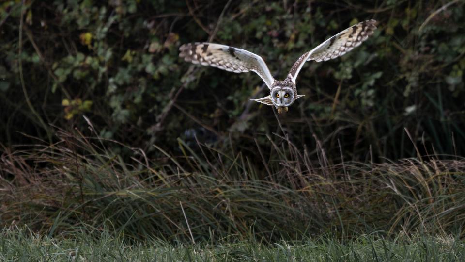Short-eared Owls hunt during the daylight which makes for a one-in-a-lifetime spectacle if you are lucky to spot them.