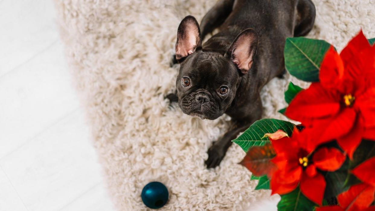 are poinsettias toxic to pets