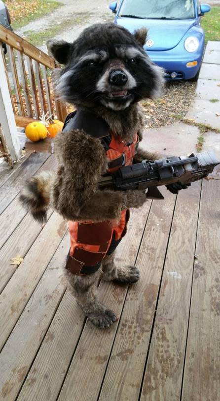 Real, live Rocket the Raccoon…sort of