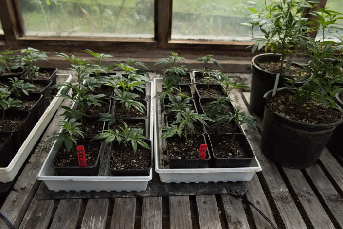 <p>Young medical marijuana plants, called “starts,” getting ready for the next planting season. (Photo: Deleigh Hermes for Yahoo News) </p>