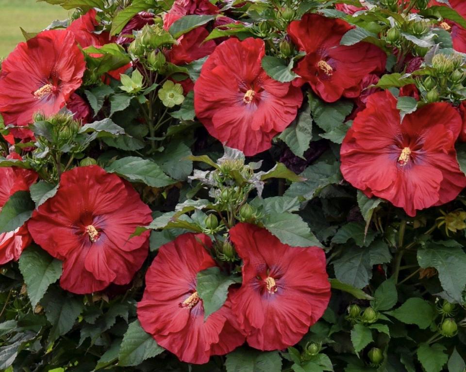 Summerific Valentine’s Crush hardy hibiscus is making its debut in in 2023. It is cold hardy from zones 4-9.