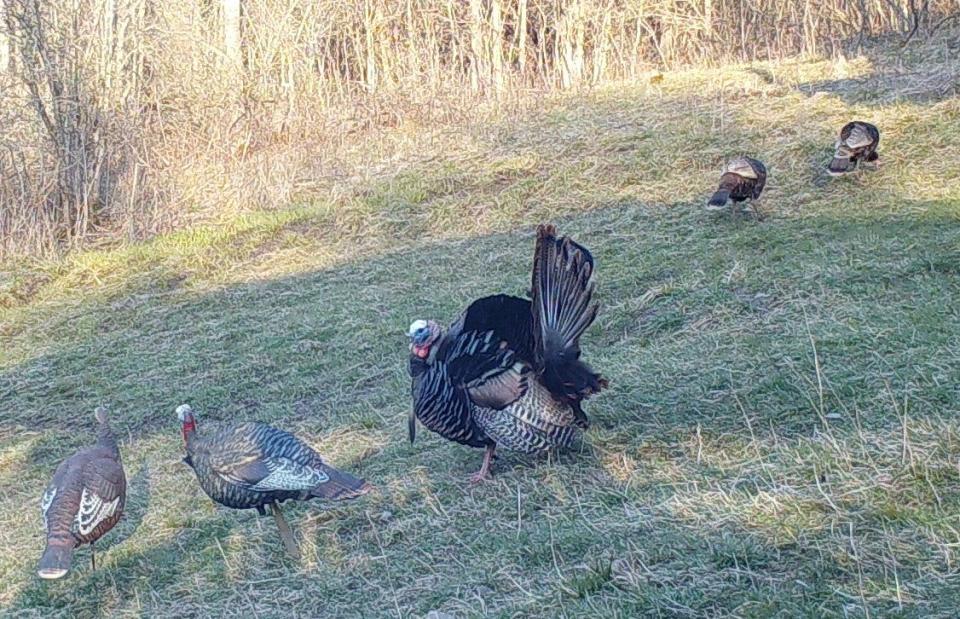 A tom turkey in full display falls for a jake (young male) and hen decoy setup as the two hens he was trailing move off into the woods.