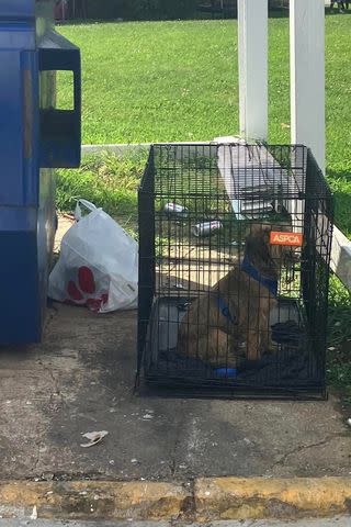 <p>Richmond Animal Care and Control/ Facebook</p> Dogs found near dumpster in Virginia