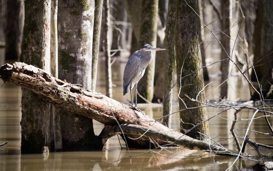 Local environmentalists say biodiversity has suffered as pine plantations have boomed - James Breeden