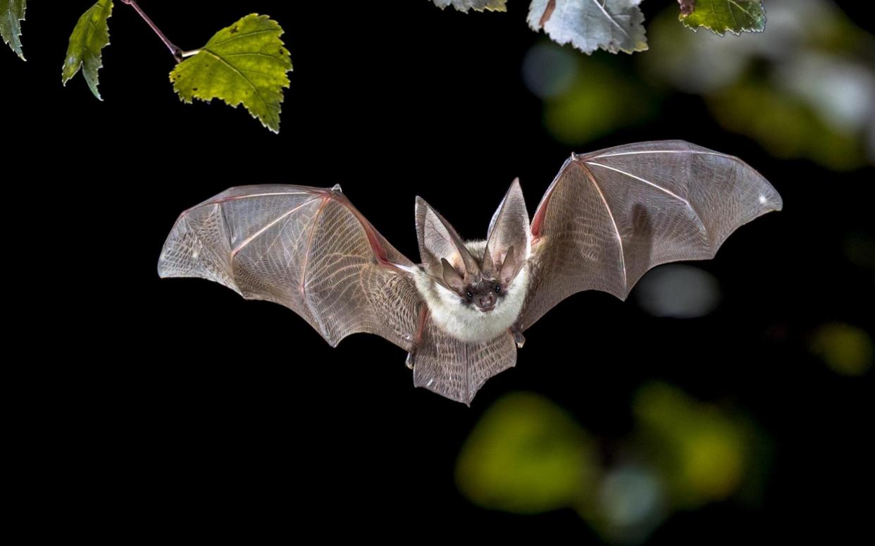The Grey Long-eared Bat - Rudmer Zwerver/Alamy Stock Photo