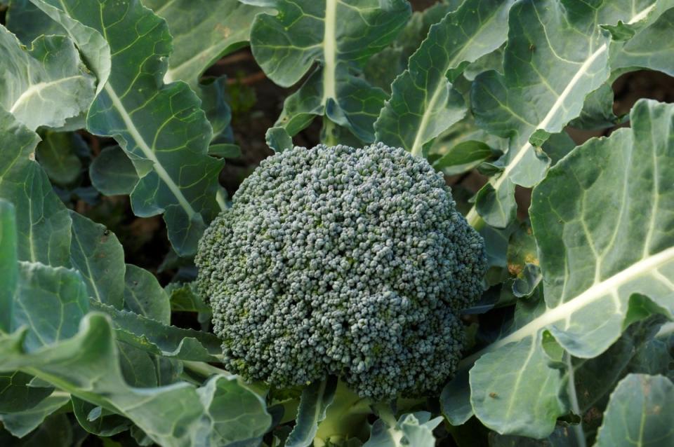 Closeup of a head of broccoli growing outdoors