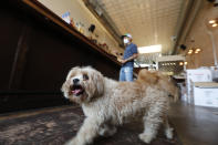Havanese dog Brooklyn walks around the Shoals Sound & Service vegan restaurant as his owner Omar Yeefoon works is in the establishment Tuesday, June 30, 2020, in Dallas. Yeefoon reopened his Dallas restaurant June 10 to "a pretty good reception," after having been shuttered for three months. The comeback was fleeting. After four days, Yeefoon had to shut down again in the face of a COVID-19 resurgence in Texas and lay off two of the four workers he'd brought back. (AP Photo/LM Otero)