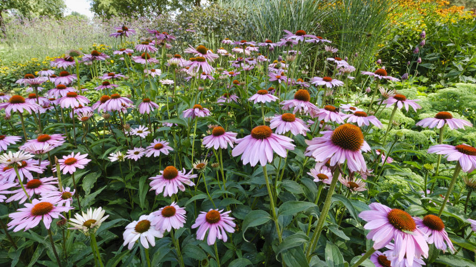 Plants for butterfly garden (Purple coneflower Echinacea purpea)