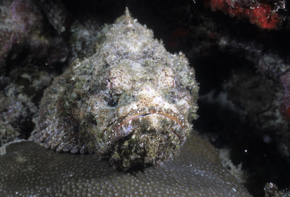 Reef Stonefish Synanceia verrucosa or Synanceichthys verrucosa