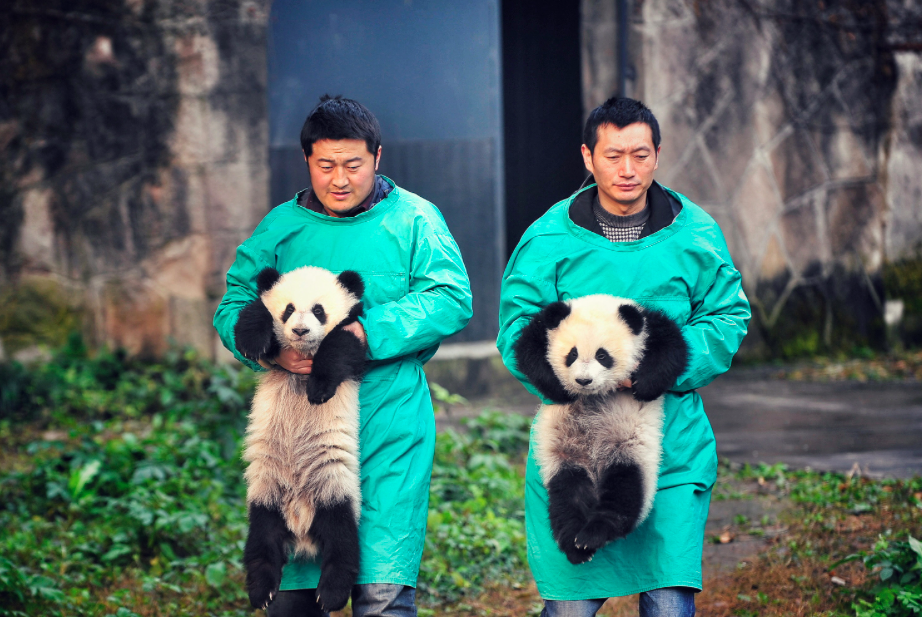 Baby pandas Chongqing zoo