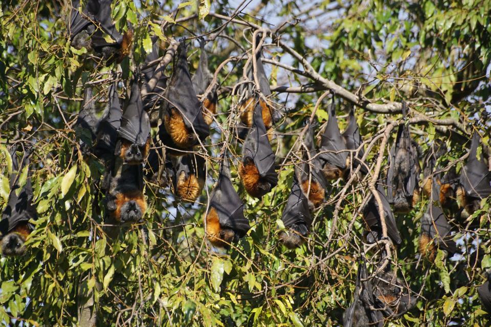 Flying foxes roosting in Colac