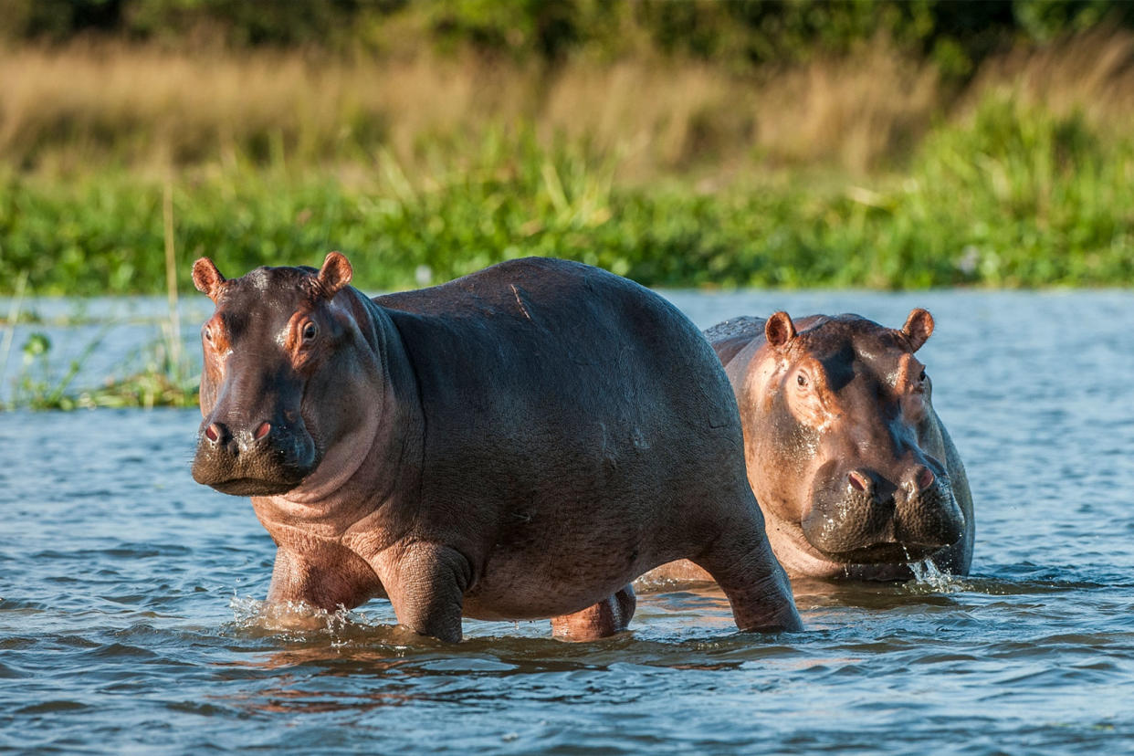 Hippopotamus Getty Images/USO
