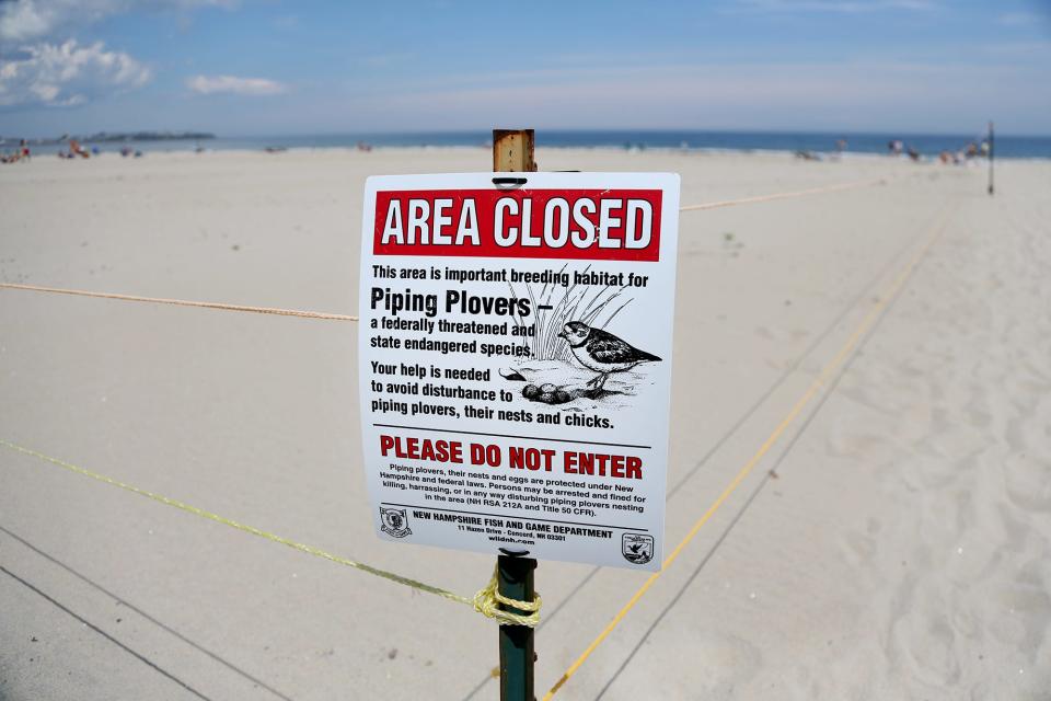 Piping plovers can be spotted at Hampton Beach and the Hampton Beach State Park on Monday, June 13, 2022.