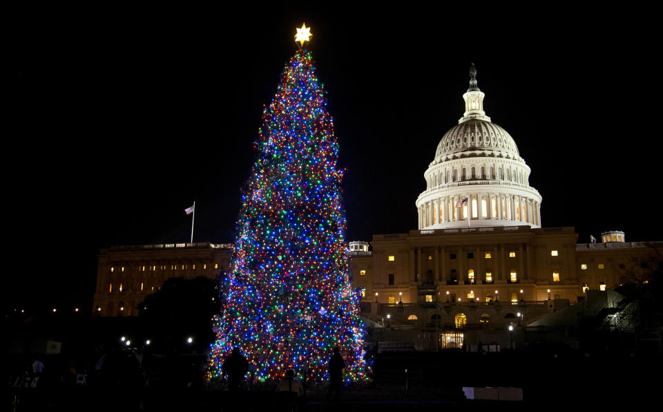 capitol tree