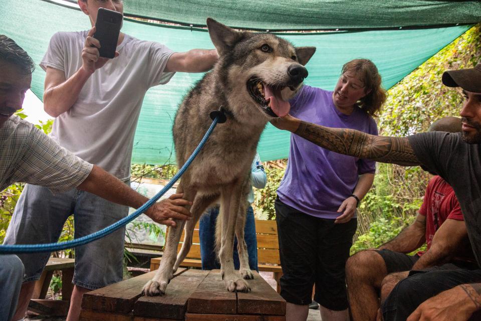 Veterans and their families have a therapeutic encounter with animals at the Shy Wolf Sanctuary on Sunday, Aug. 25, 2019.