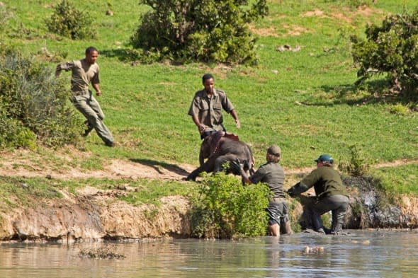 Baby elephant rescue