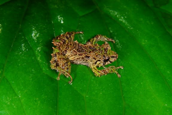 The newly found shape-shifting rain frog rests on a leaf.