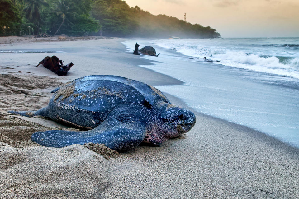 Leatherback turtle returining to the sea after nesting on Grande Riviere Beach on the north coast of Trinidad