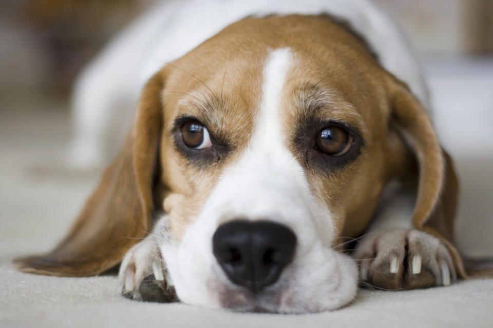 Für Hunde können ätherische Öle gefährlich werden. (Bild: Getty Images)