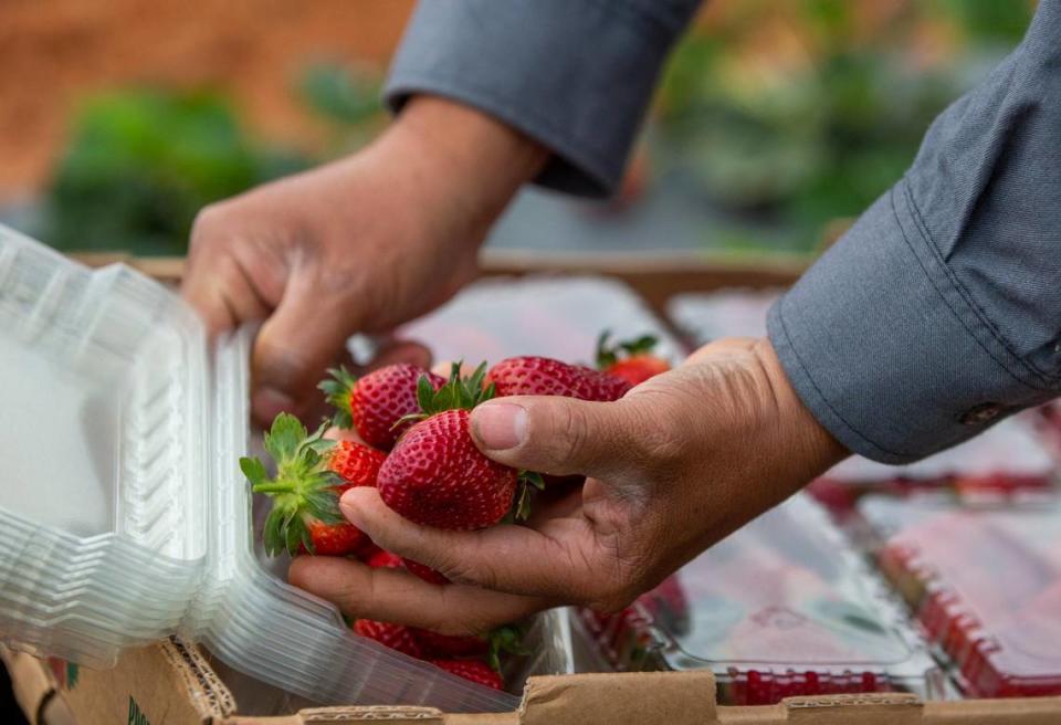 David Jimenez, works with a team of employees at Eno River Farm picking ripe strawberries before the fields open for pick-your-own strawberry customers at 9 a.m., on Wednesday, Apr. 15, 2020, in Hillsborough, N.C.