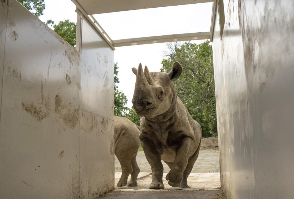 In this undated photo provided by Safari Park Dvur Kralove, Black Rhino Jasmina is photographed at Safari Park Dvur Kralov, in Dvur Kralove nad Labem, Czech Republic. Officials say five critically endangered eastern black rhinos from wildlife parks in three European countries are ready for a transport back to their natural habitat in Rwanda, where the entire rhino population was wiped out during the genocide in the 1990s. (Oliver Le Que/ Safari Park Dvur Kralove via AP)