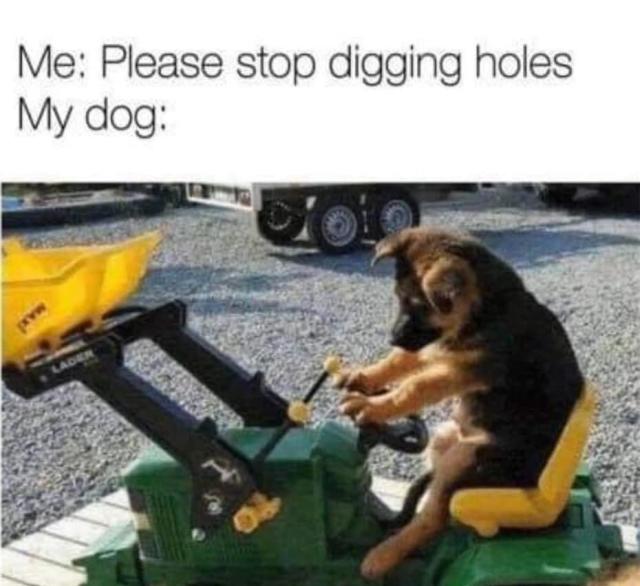39 Extremely Dumb But Also Very Funny Memes That Youll Appreciate If You  Have A Dog