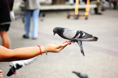 Pigeons: not that active unless food or fear is involved - Credit: getty