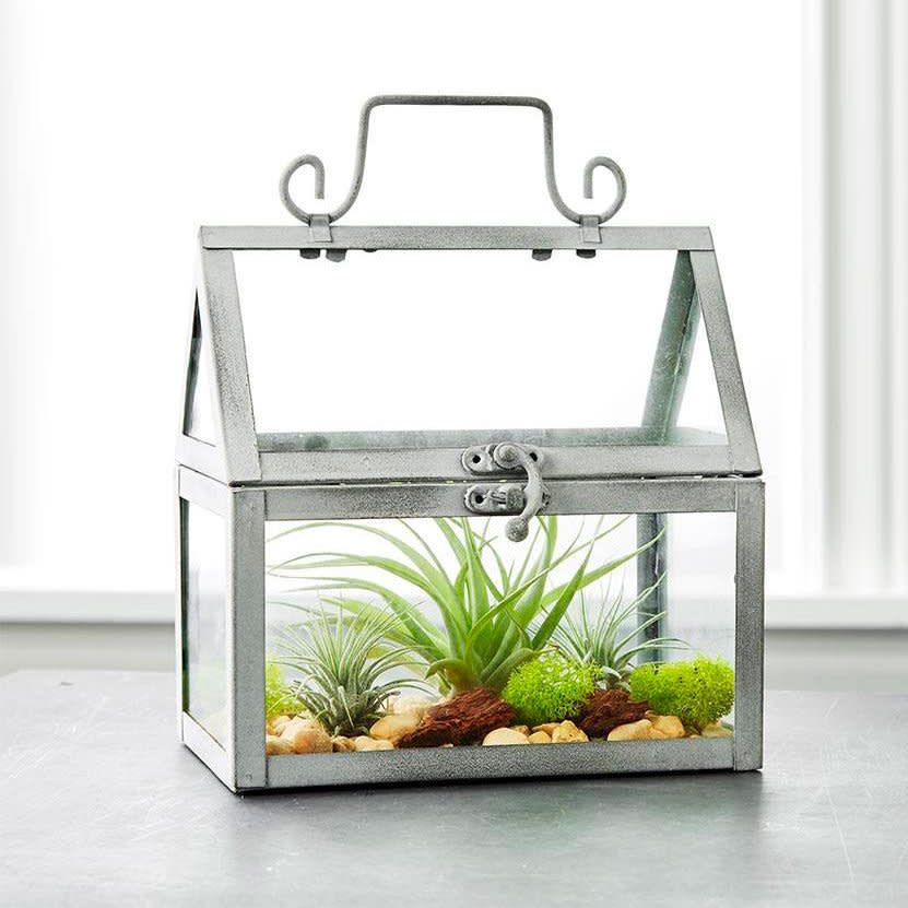 Diy Air Plant Terrarium Garden