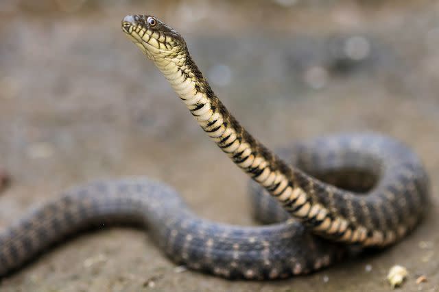 <p>Wim Verhagen/Getty</p> A stock image of a dice snake