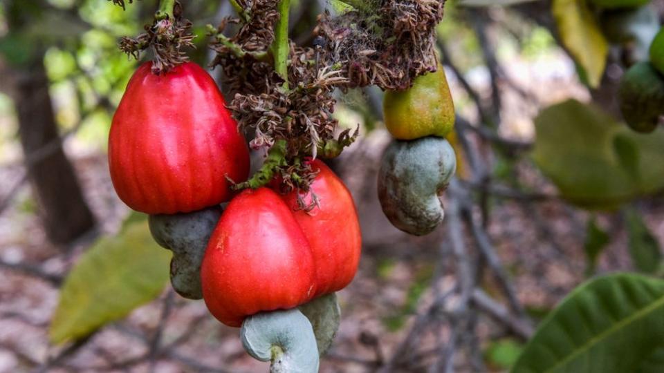 Castañas de cajú en la fruta