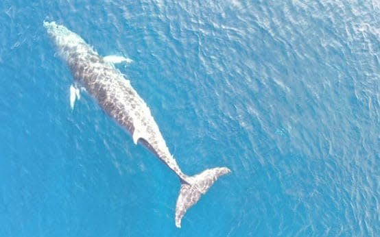 A minke whale that became trapped in nets off the coast of Taiji - Ren Yabuki/Life Investigation Agency