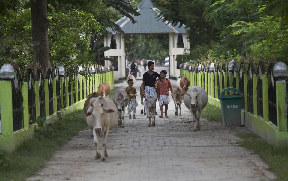 In this Aug. 7, 2018 photo, young Hindu monks lead cattle at a Satra, or Vaishnavite monastery, in Majuli, in the northeastern Indian state of Assam. Majuli is said to be one of the largest river islands in the world, surrounded by the fast-moving waters of the massive, though braided, Brahmaputra river. The island, known as the cultural capital of Assam with its Hindu religious Vaishnavite monasteries, floods every year with water ripping its banks, inundating homes, claiming lives and lands. (AP Photo/Anupam Nath)