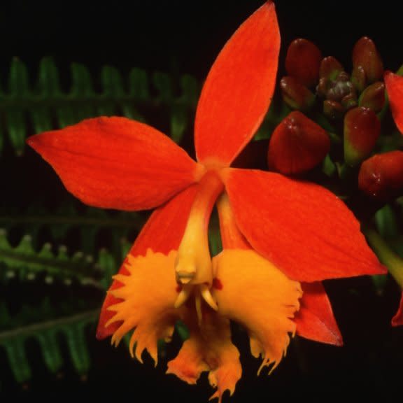  Bright orange reed orchid flower. 