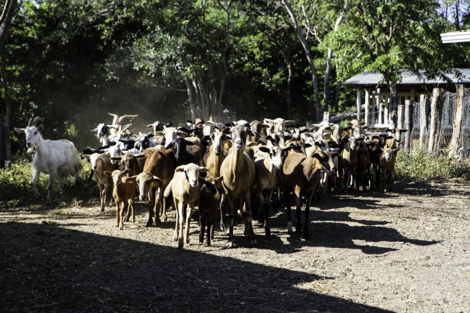 <div class="inline-image__caption"><p>Goats at Rancho Santana’s farm are released to graze.</p></div> <div class="inline-image__credit">Sarah Rogers/The Daily Beast</div>