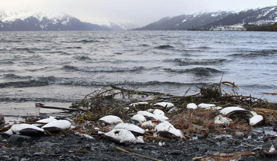 Dead common murres lie washed ashore in Whittier, Alaska, in 2016. (Photo: AP Photo/Mark Thiessen)