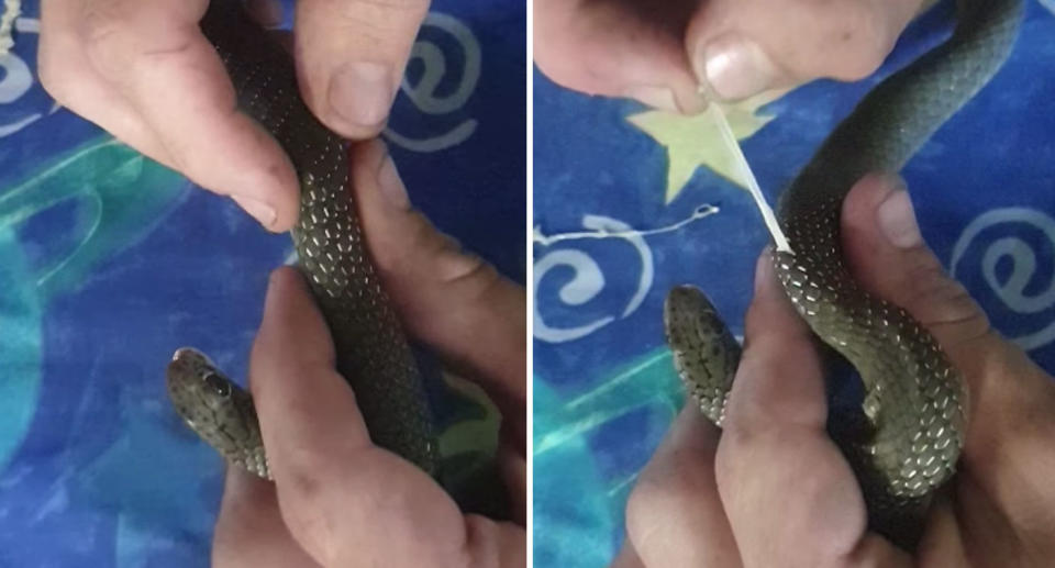 Stills from video of Queensland snake having tapeworm pulled from its skin.