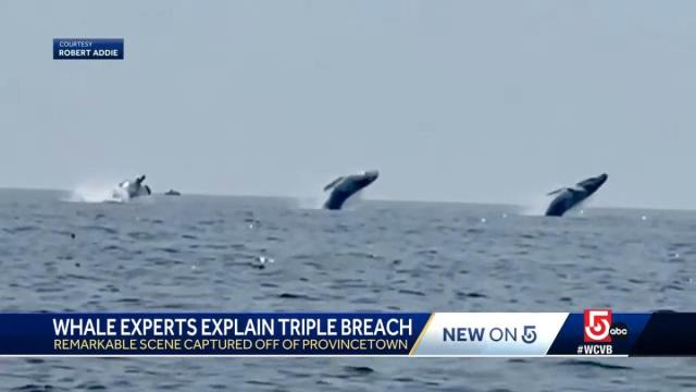 humpback whale breaching video