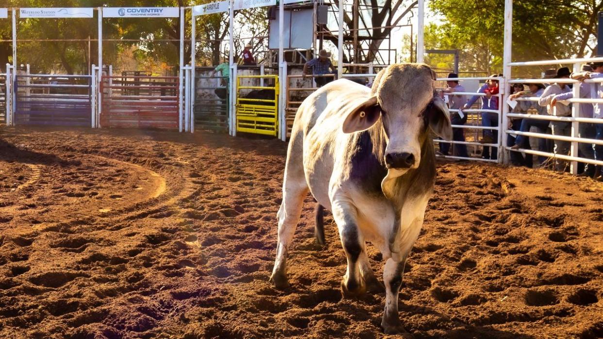 picture from Kununurra Campdraft and Rodeo Association facebook page