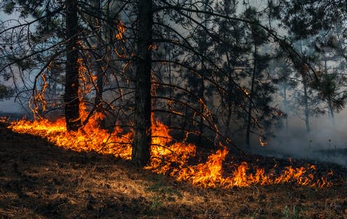   <span class="attribution"><a class="link " href="https://www.shutterstock.com/image-photo/fire-wildfire-burning-pine-forest-smoke-717645178" rel="nofollow noopener" target="_blank" data-ylk="slk:Lumppini/Shutterstock;elm:context_link;itc:0;sec:content-canvas">Lumppini/Shutterstock</a></span>
