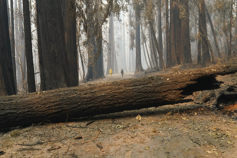 FILE - In this Monday, Aug. 24, 2020 file photo, A fallen old-growth redwood tree falls over a road leading up park headquarters in Big Basin Redwoods State Park, Calif. Eight months after a lightning siege ignited more than 650 wildfires in Big Basin Redwoods State Park the state’s oldest park, which was almost entirely ablaze, is doing what nature does best: recovering. (AP Photo/Marcio Jose Sanchez, File)