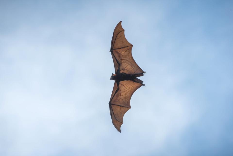<span class="caption">Bats carry an enormous number of viruses. Although the viruses rarely make the bats sick, they can be passed on to people.</span> <span class="attribution"><a class="link " href="https://www.gettyimages.com/detail/photo/flying-bat-on-blue-sky-background-royalty-free-image/1208930145?adppopup=true" rel="nofollow noopener" target="_blank" data-ylk="slk:Getty Images / Bird Hunter591;elm:context_link;itc:0;sec:content-canvas">Getty Images / Bird Hunter591</a></span>