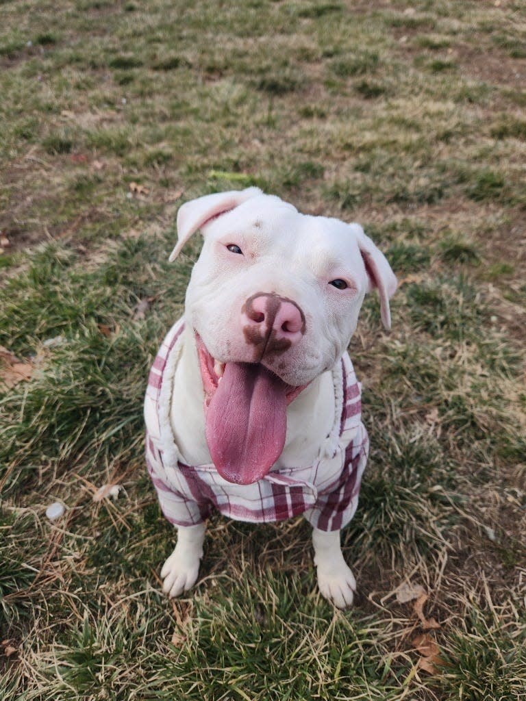 Winter is a puppy available for adoption at the Toms River Animal Shelter.