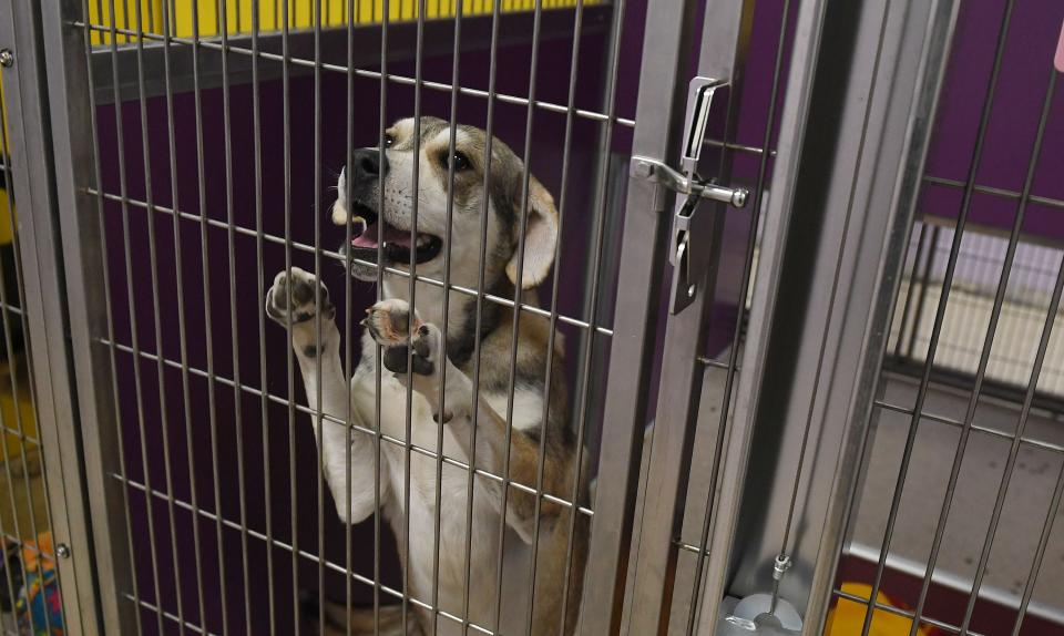 The Ames Animal Shelter received an influx in donations as part of the #BettyWhiteChallenge Friday, Jan. 21, 2022, in Ames, Iowa.