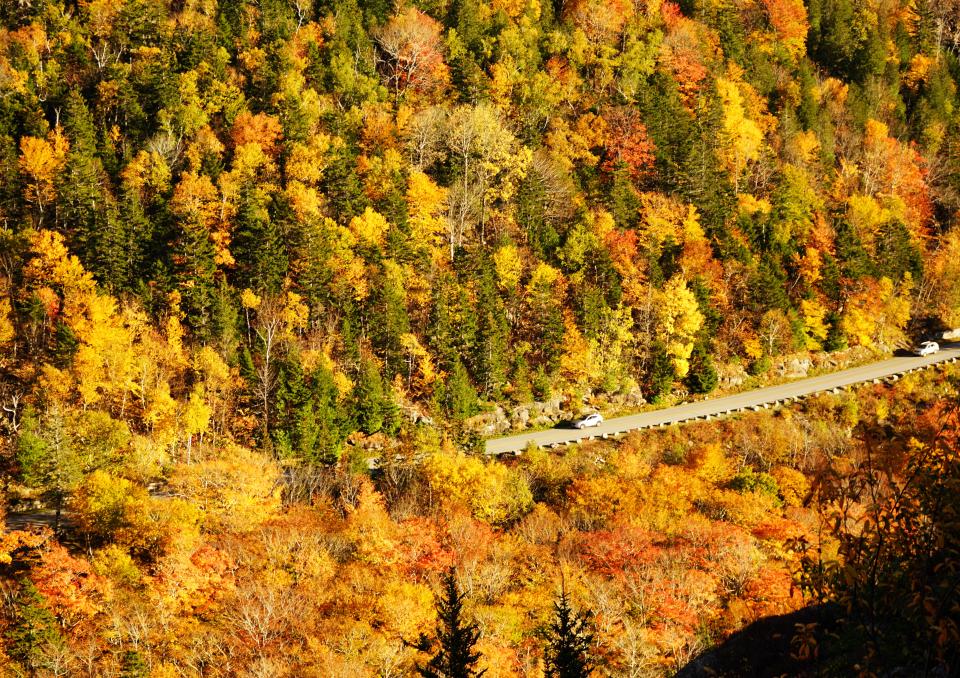 Fall in Acadia National Park