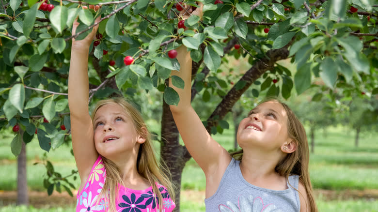  children picking cherries